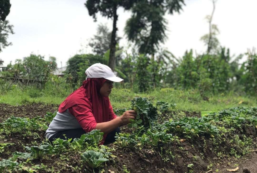 Petani di Mojokerto Sukses kembangkan pertanian organik.(Foto: Deni Lukmantara/Ngopibareng.id)