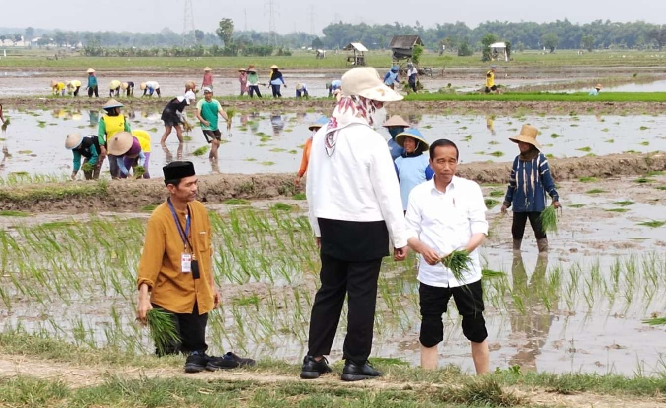 Presiden Joko Widodo menanam padi di kawasan Daulat Pangan Serikat Petani Indonesia (SPI) di Desa Senori, Kecamatan Merakurak (Foto: Dok Pemkab Tuban)