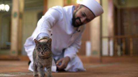 Kucing, satu di antara hewan kesayangan Nabi Muhammad SAW. (Foto: ilustrasi)