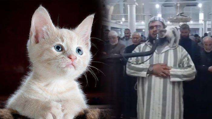 Seekor kucing di gendongan imam shalat. (Foto: tampakan dari youtube)