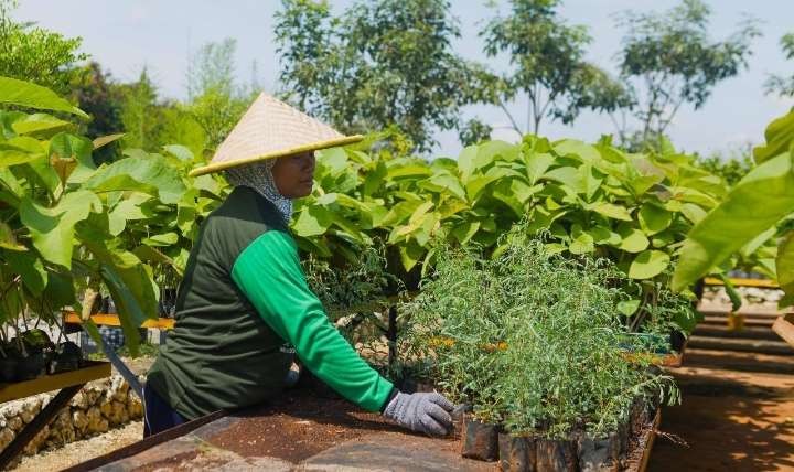 Petani green belt melakukan pembibitan di area green house eco park kembang semi, untuk reklamasi lahan pasca tambang SIG di Pabrik Tuban, Jawa Timur ( foto: Media SIG )