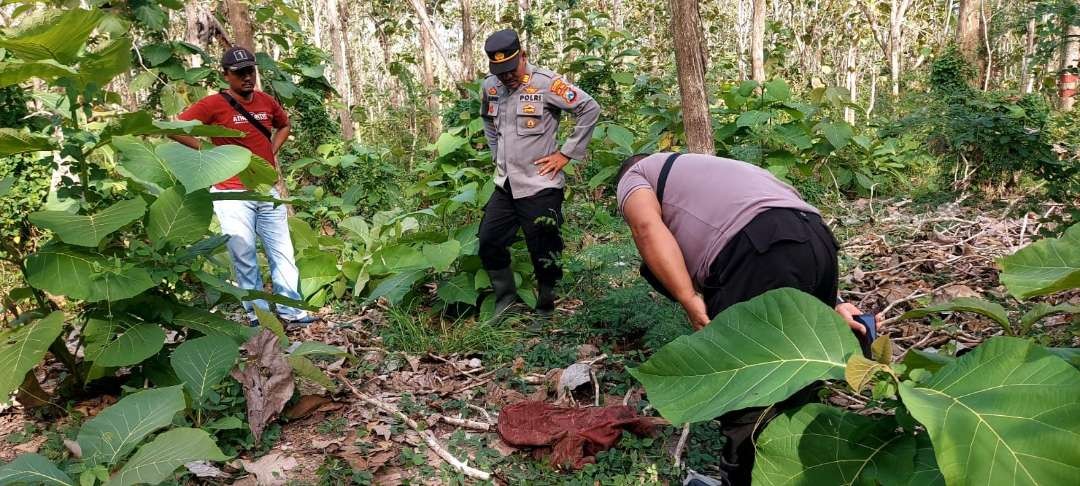 Petugas Polsek Siliragung mengumpulkan tulang yang ditemukan di hutan jati (Foto: Istimewa)