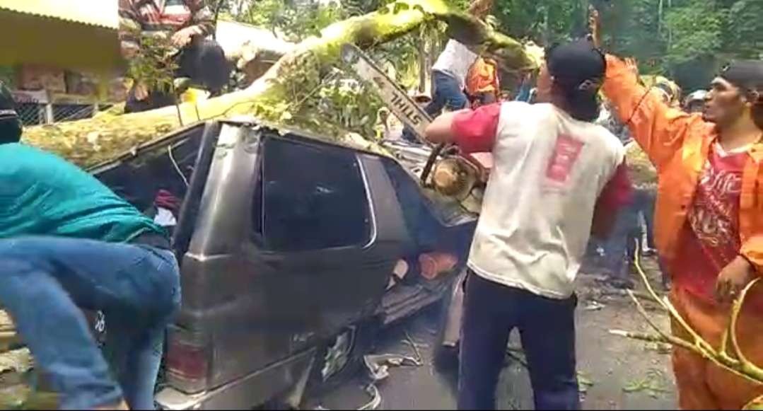 Proses evakuasi pohon tumbang menimpa mobil di jalur Gumitir. (Foto: Rusdi/Ngopibareng.id)