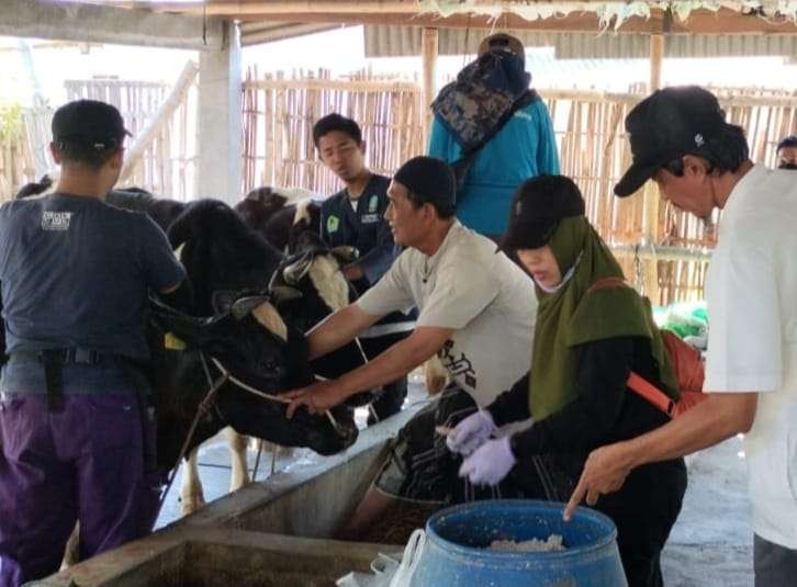 Peugas dari DPKPP Kota Probolinggo sedang melakukan vaksinasi terhadap sapi untuk mencegah LSD. (Foto: Ikhsan Mahmudi/Ngopibareng.id)
