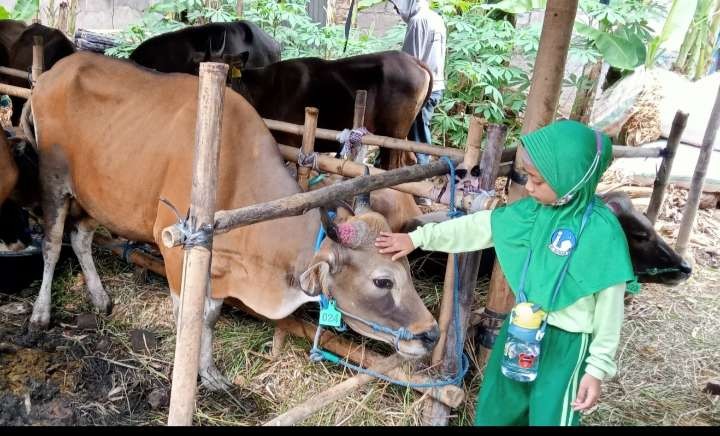 Lapak hewan kurban di Jakarta mulai bermunculan, didominasi sapi asal Bima NTB. Belum ada yang laku masih jadi tontonan warga. (Foto: Asmanu Sudharso/Ngopibareng.id)
