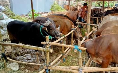 Hewan kurban berupa sapi dari Bima dan Lombak, Provinsi NTB mulai masuk Jakarta, bersertifikat sehat dari penyakut mulut dan kuku ( PMK ) maupun penyakit yang lain (Foto: Asmanu Sudharso/Ngopibareng.id)
