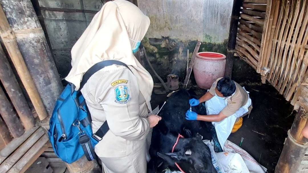 Petugas dari Disperta Kabupaten Probolinggo saat mengambil sampel darah sapi di Kecamatan Sumberasih, beberapa waktu lalu. (Foto: Disperta)