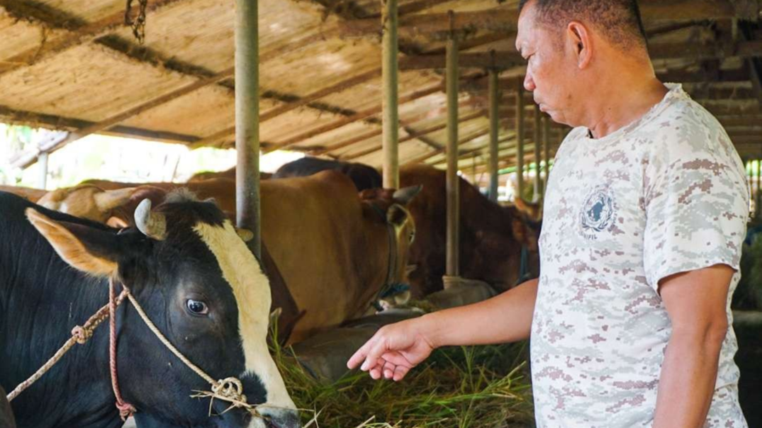 Mustofa saat memberi makan sapi ternaknya (Foto: Aini Arifin/Ngopibareng.id)