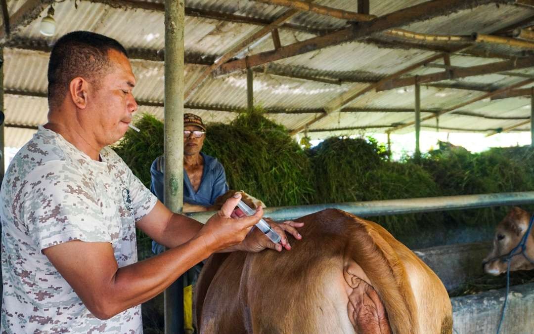 Peternak sapi di Sidoarjo menyuntik sendiri sapinya sebagai upaya mandiri pencegahan virus LSD (foto : Aini/Ngopibareng.id)