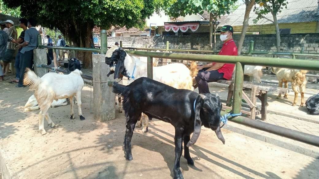 Suasana di pasar hewan khusus kambing di Kelurahan Gedongombo, Kecamatan Semanding, Kabupaten Tuban, Jawa Timur. (Foto: Khoirul Huda/Ngopibareng.id)