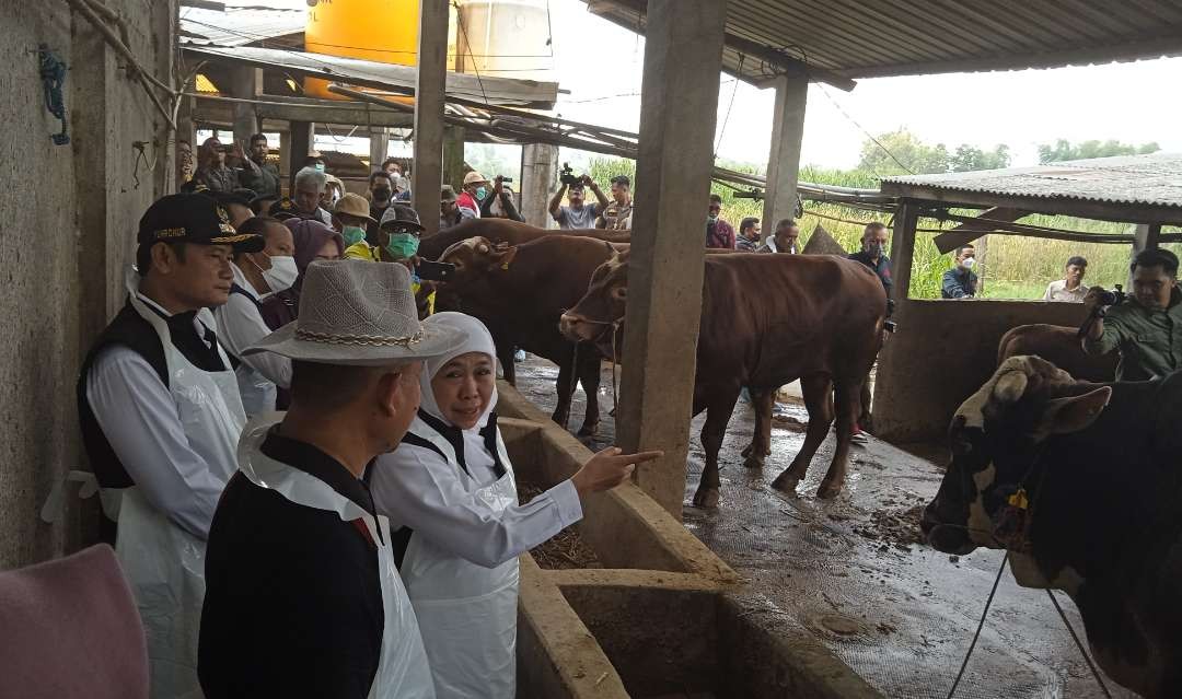 Gubernur Jawa Timur, Khofifah Indar Parawansa didampingi Bupati Lamongan  Yuhronur Efendi sat berkunjung ke kandang sapi di Desa Wonokromo, Kecamatan Tikung, Lamongan (Foto: Imron Rosidi/Ngopibareng.id)