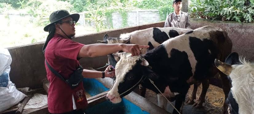 Salah satu peternakan sapi di Kota Malang (Foto: Lalu Theo/Ngopibareng.id)