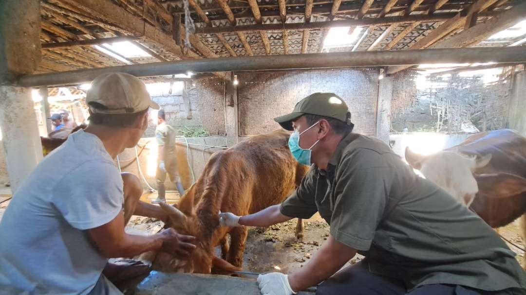 Petugas Kesehatan sedang memeriksa kondisi sapi (foto: Humas Pemkab Banyuwangi)