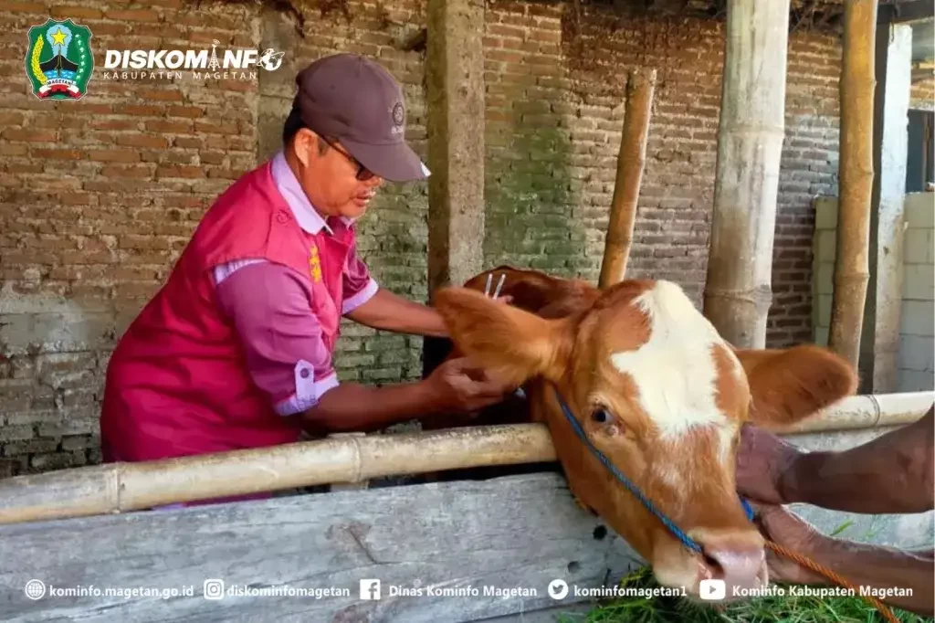 Dinas Peternakan dan Perikanan Kabupaten Magetan memastikan hewan ternak untuk Hari Raya Idul Adha 28-29 Juni 2023 sudah siap. Selain sehat, juga jumlahnya melimpah.(Foto: dok. Kominfo)