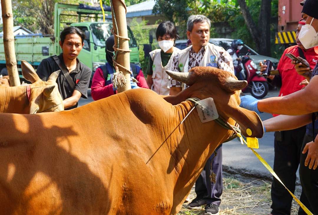 Dinas Pangan dan Pertanian Sidoarjo sidak hewan kurban. (Foto: Aini Arifin/Ngopibareng.id)