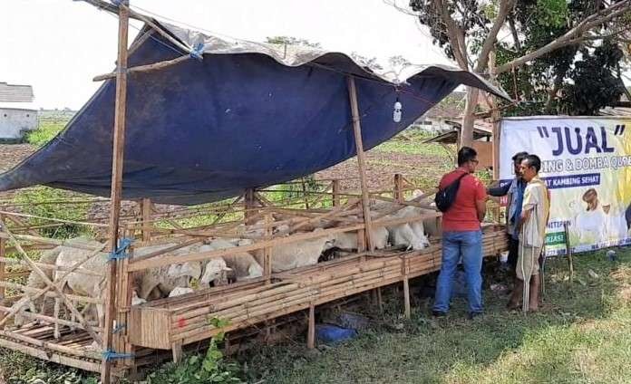 Salah seorang penjual kambing kurban di Kota Probolinggo. (Foto: Ikhsan Mahmudi/Ngopibareng.id)