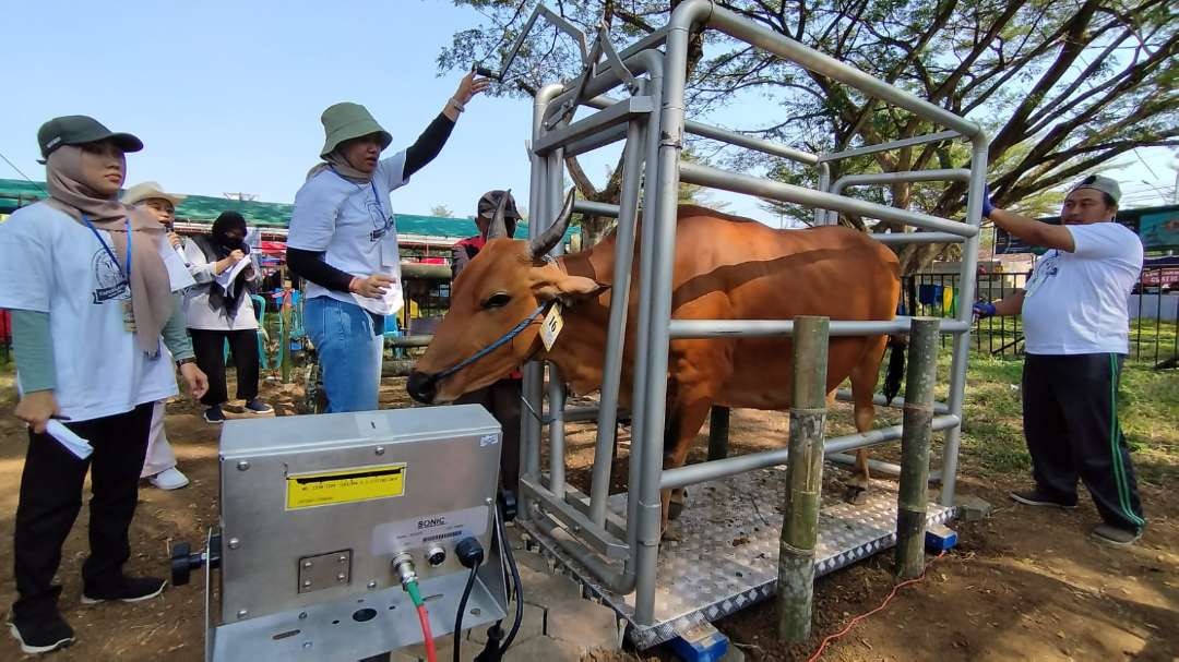 Salah satu sapi peserta kontes sedang ditimbang bobotnya. (Foto: Muh Hujaini/Ngopibareng.id)