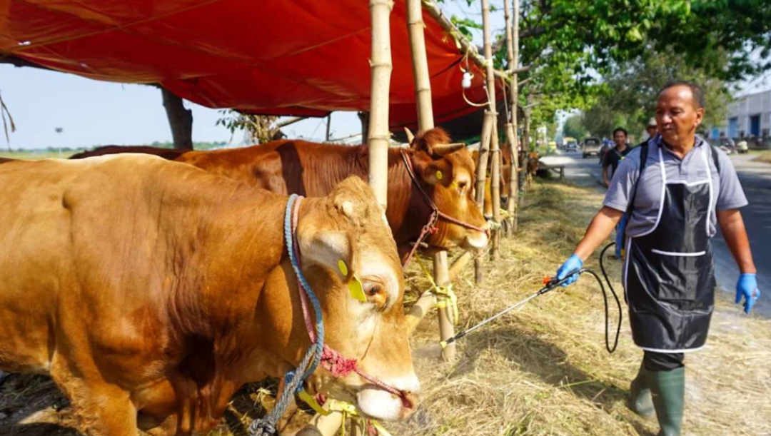 Pemerintah Kabupaten (Pemkab) Lumajang membentuk tim khusus guna memastikan seluruh hewan kurban yang akan disembelih, sehat. (Foto: Aini/Ngopibareng.id))