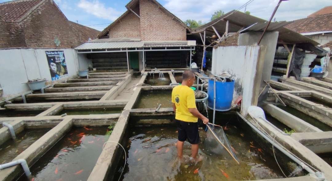 Pembeli bisa memilih ikan sendiri langsung dari kolam.(Foto Deni Lukmantara/Ngopibareng)