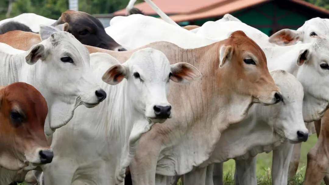 Sapi-sapi yang gemuk dalam pemeliharaan, siap untuk menjadi hewan kurban. (Foto: dok/ngopibareng.id)