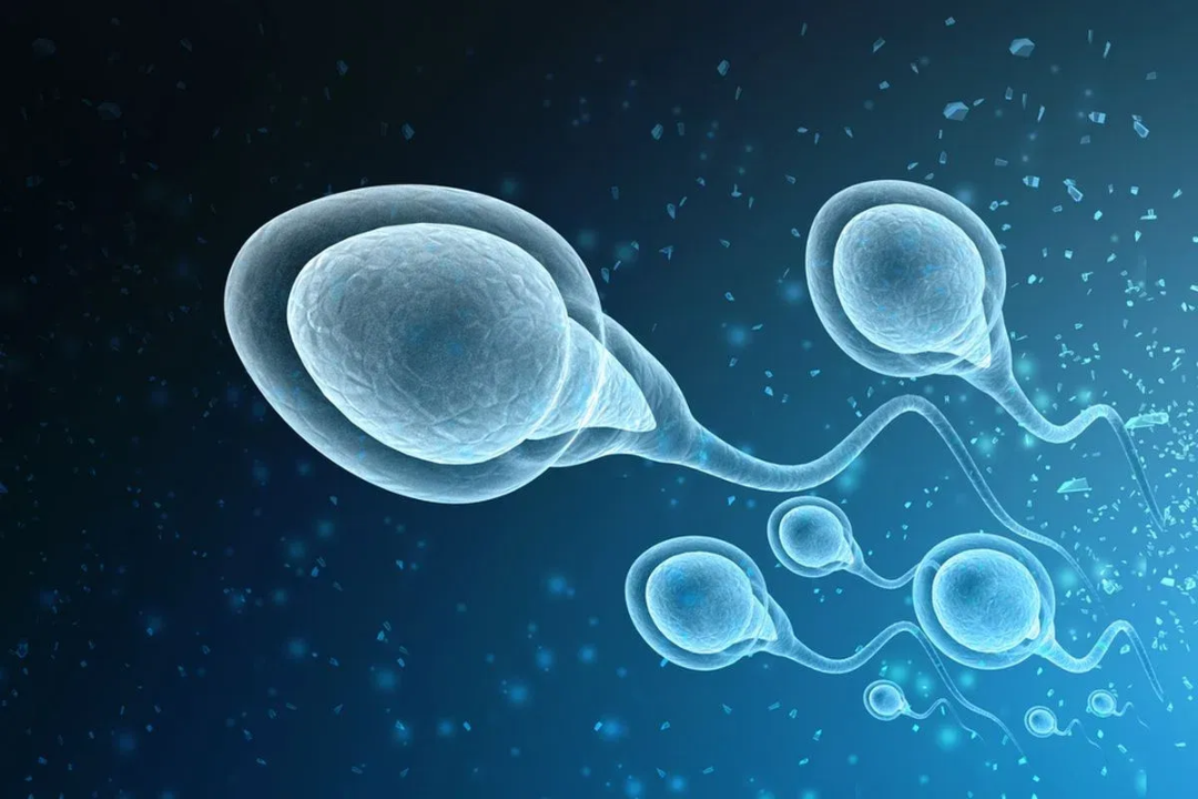 Ilustrasi sperma (Foto: Shutterstock)