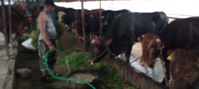 Beberapa ekor sapi yang ada di RPH Perumda Tugu Aneka Usaha, Kota Malang (Foto: Lalu Theo/Ngopibareng.id)