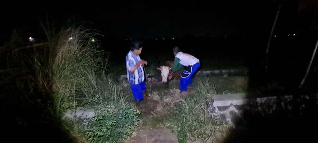 Sapi milik warga Kelurahan Triwung Lor, Kecamatan Kademangan, Kota Probolinggo yang dicuri tiga pelaku akhirnya ditemukan. (Foto: Polres Probolinggo Kota)