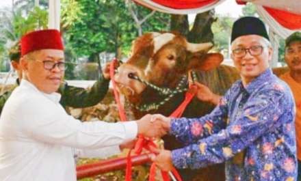 Sapi limosin kurban Wakil Presiden Ma'ruf Amin sudah diterima oleh takmir Masjd Istiqlal Jakarta. Wapres juga menyerahkan 56 sapi dan 10 kambing untuk masyarakat Jabodetabek. (Foto: MC Masjid Istiqlal)