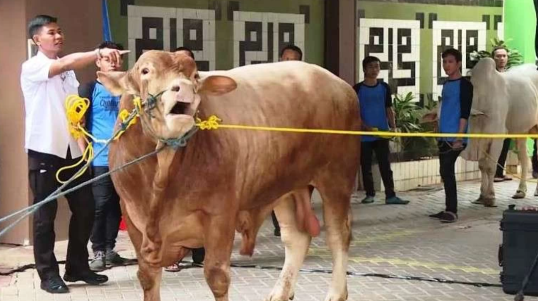 Jumlah sapi dan kambing yang digunakan untuk hewan kurban selama Idul Adha, disebut mengalami peningkatan jumlahnya. (Foto:Dok. Ngopibareng.id)
