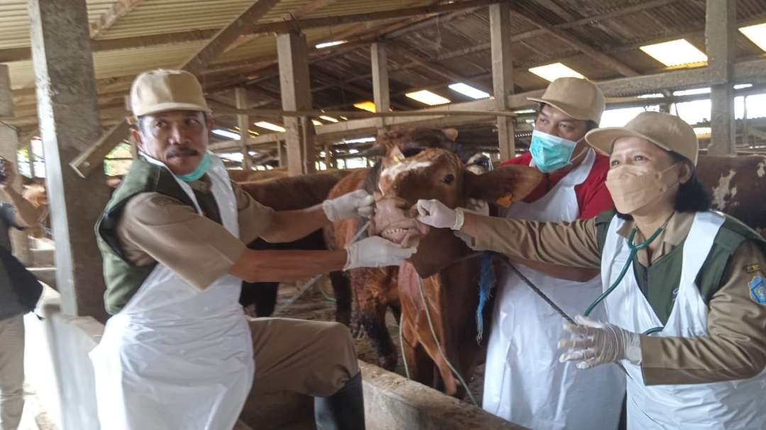 Pemeriksaan syarat ternak sapi sembelihan untuk kurban di lebaran Idul Adha (Foto :Imron Rosidi/ngopibareng.id)