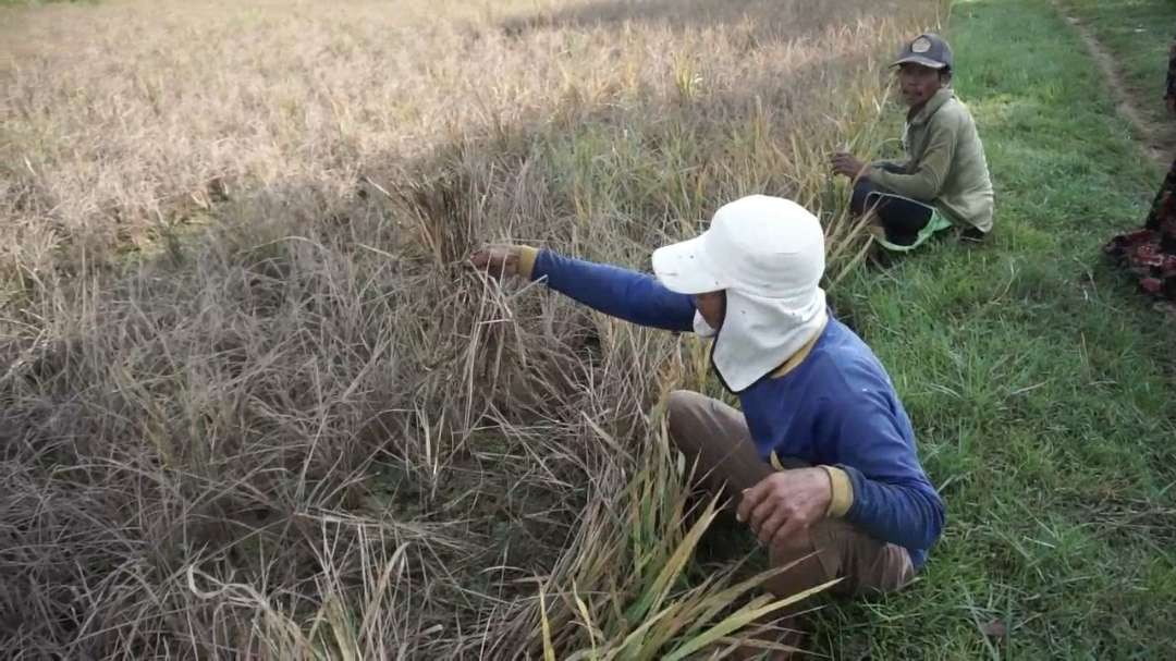 Petani menunjukkan tanaman padi mereka yang mati diserang hama wereng (Foto: Khoirul Huda/Ngopibareng.id)