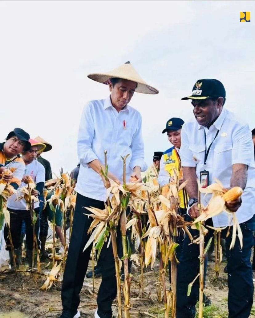 Panen Jagung. Presiden Joko Widodo (Jokowi) berkunjung ke Kabupaten Keerom, Provinsi Papua, untuk meninjau lokasi pengembangan Food Estate di Kampung Wambes, Kecamatan Mannem, Kamis 6 Juli 2023. (Foto: dok. PUPR)