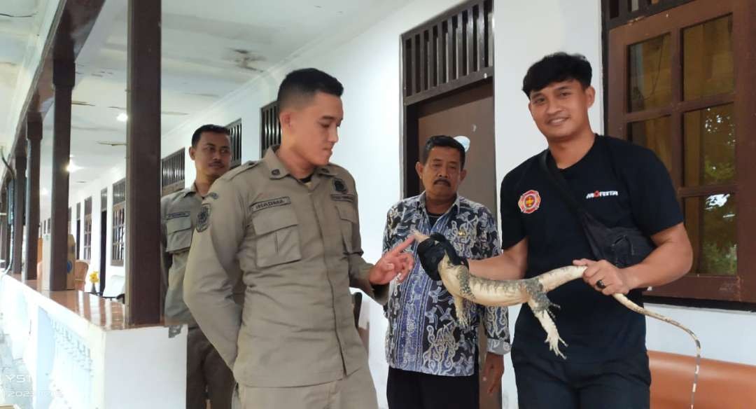 Biawak berhasil dievakuasi oleh petugas Satpol PP dan Damkar Kabupaten Tuban (dok. Damkar Tuban)