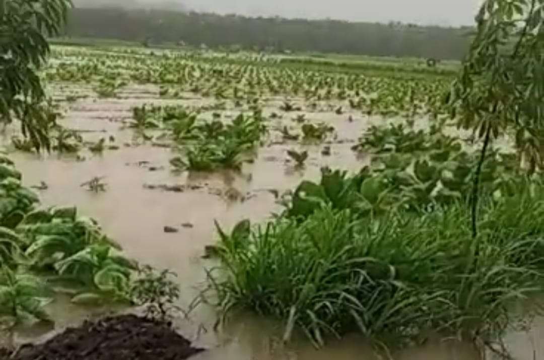 Kondisi tanaman tembakau di Jember terendam air (Foto: Istimewa)