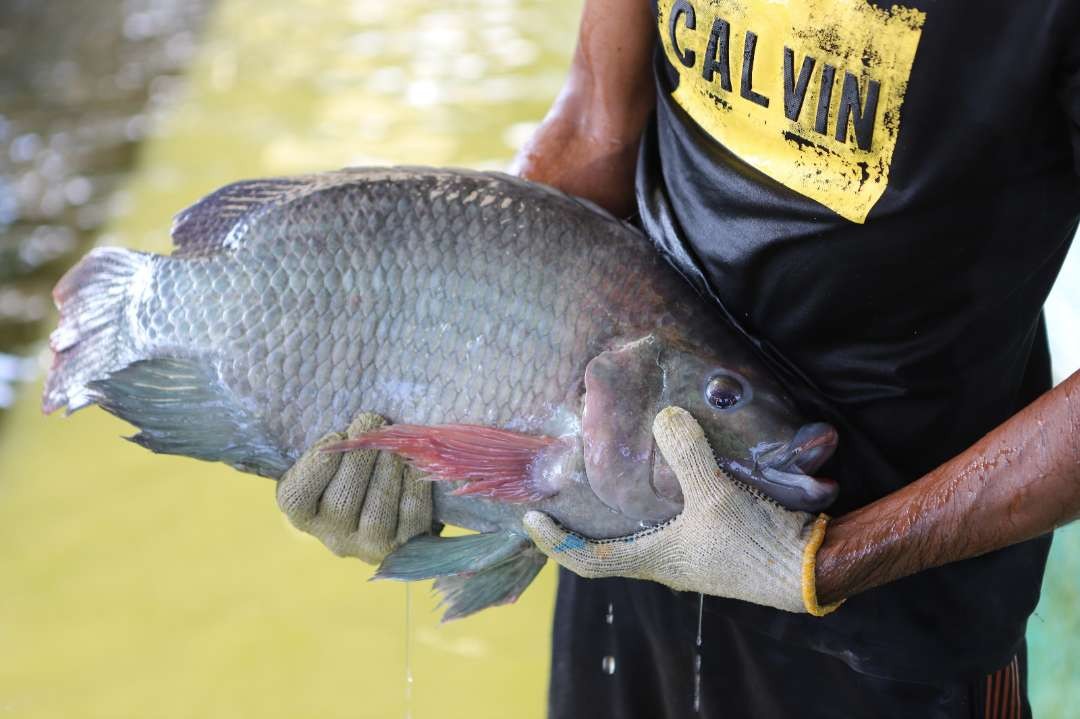 Ikan nila salin yang rata-rata berbobot 700 gram/ekor, kini tengah dikembangkan oleh Direktur Jenderal Perikanan Budidaya Kementerian Kelautan dan Perikanan (KKP). (Foto: dok/kkp)