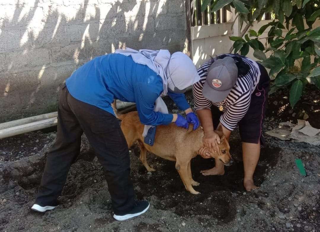 Petugas melakukan vaksinasi rabies ke seekor anjing. (Foto: Istimewa)