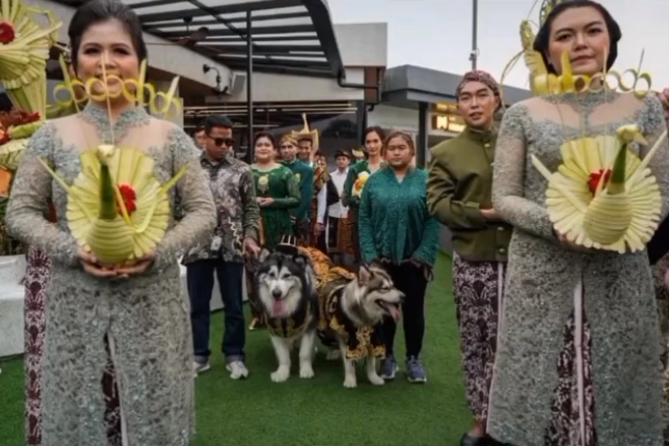 Viral di media sosial, sesi pernikahan sepasang anjing ras malamute menggunakan adat Jawa. Pernikahan tersebut banyak menuai kecaman. (Foto: Twitter)
