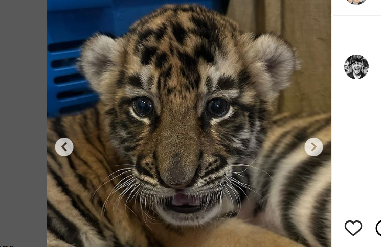 Cenora, bayi harimau berusia 2 bulan milik Ahmad Alshad yang mati. (Foto: Instagram @ahmadalshad)