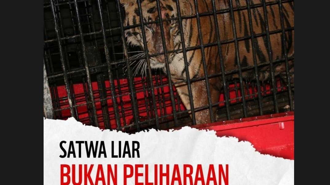 Organisasi konservasi WWF Indonesia mengkritik keras kepemilikan satwa liar untuk dijadikan hewan peliharaan. (Foto: Instagram WWF Indonesia)