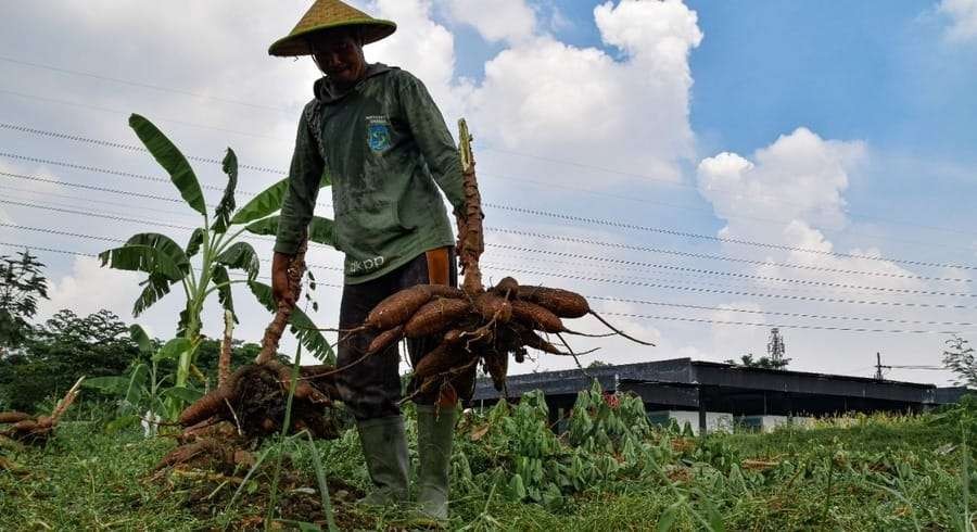 Antisipasi El Nino Pemkot Surabaya melakukan penanaman sembilan bahan pokok pengganti padi. (Foto: Humas Pemkot Surabaya)