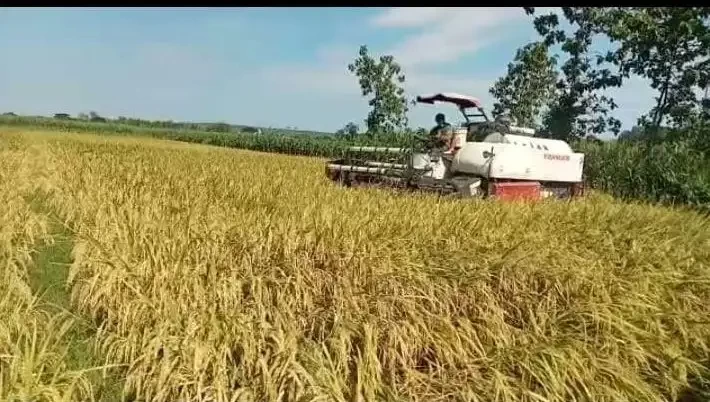 Petani di Desa/Kecamatan Sambeng, Kabupaten Lamongan, tengah memanen dengan alat pemotong padi. (Foto: Dokumentasi Rais, petani Desa Sambeng)