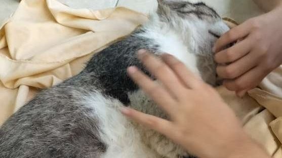 Kematian belasan kucing di Ciamis bikin geger. (Foto: Istimewa)