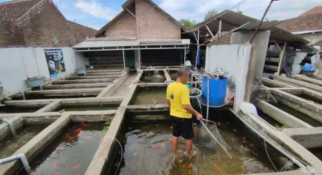 Budidaya ikan hias di kolam permanan di Dusun/Desa Modongan Kecamatan Sooko Kabupaten Mojokerto. (Foto Deni Lukmantara/Ngopibareng)