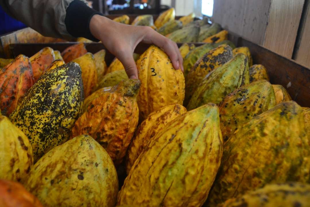 Deretan buah kakao ranum yang bisa dibeli dan dinikmati di Kampung Coklat, Blitar. (Foto: Dyah Ayu Pitaloka/Ngopibareng.id)
