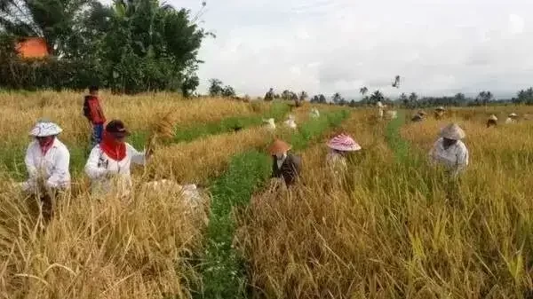 Petani di Bojonegoro sedang panen padi. (Foto: bojonegorokab.go.id)