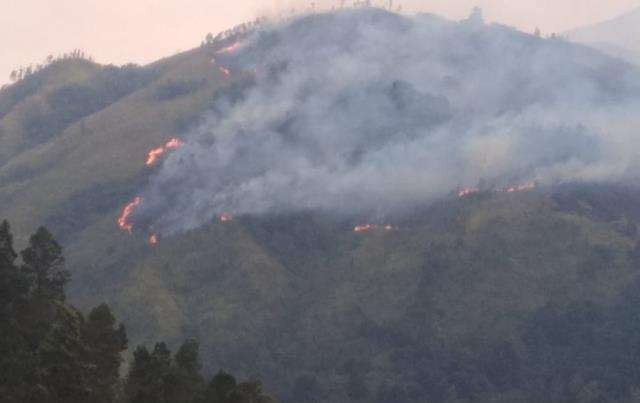Hutan Gunung Lawu terbakar. (Foto: Istimewa)