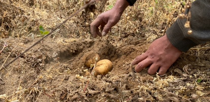Sejumlah kentang siap panen di Desa Sumberbrantas, Kecamatan Bumiaji, Kota Batu (Foto: Lalu Theo/Ngopibareng.id)