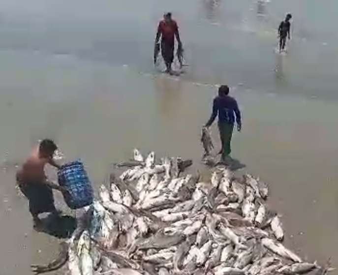 Ikan hasil tangkapan dari para nelayan di Kabupaten Tuban yang melimpah (Foto: Tangkapan Layar)