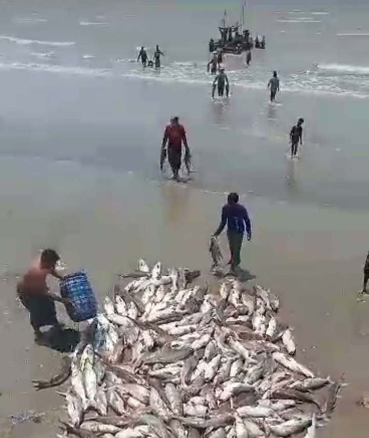 Para nelayan Tuban membawa ikan hasil tangkapannya ke tepi pantai. (Foto: Tangkapan layar)