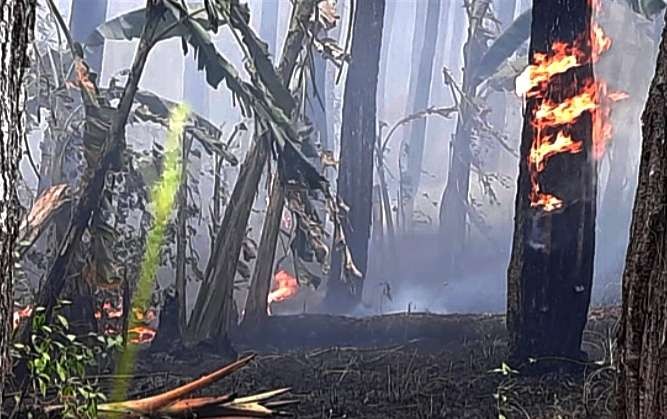 Hutan Pinus di Desa Curahpoh, Kecamatan Curahdami dekat Markas Yonif Raider 514 Kostrad Bondowoso terbakar. (Foto: Satpol PP Damkar Bondowoso)